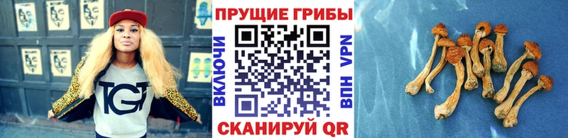 цена   Яранск  Псилоцибиновые грибы GOLDEN TEACHER 